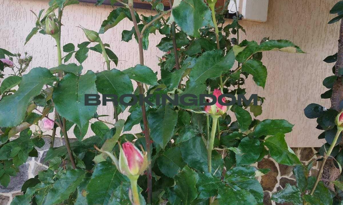 ef2518ce2b40747be1da569a8bd59d13