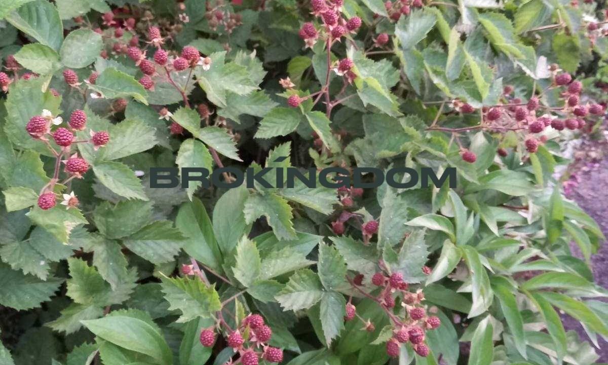 3d74c704462610fa6e8ffdcc4b3331fb