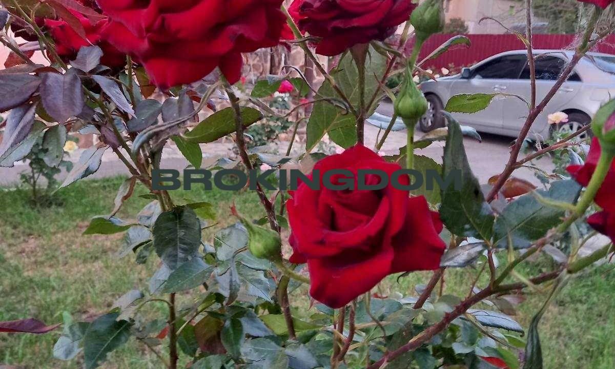 b82fce2117caf8868ef43e88be208122